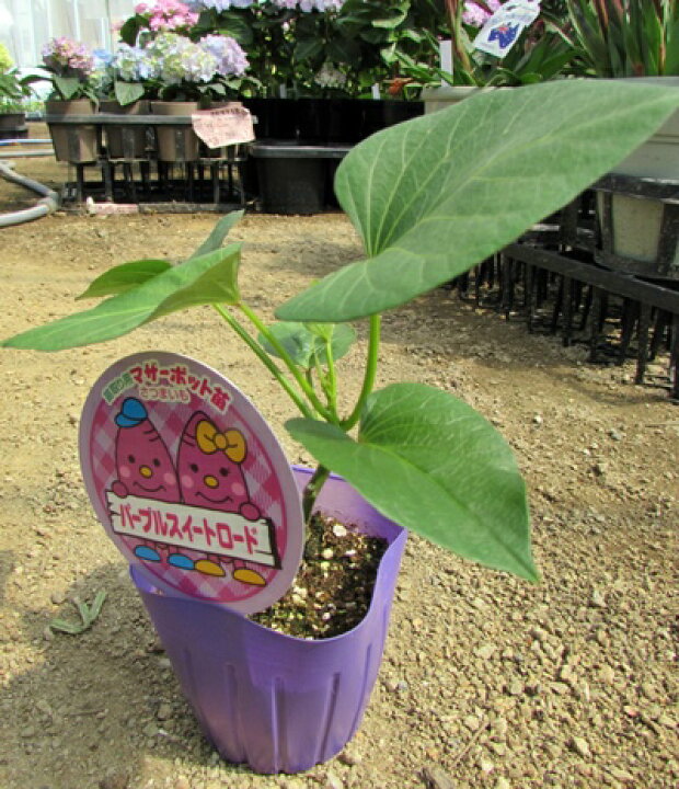 楽天市場】さつまいも 「パープルスイートロード(紫芋)」マザーポット