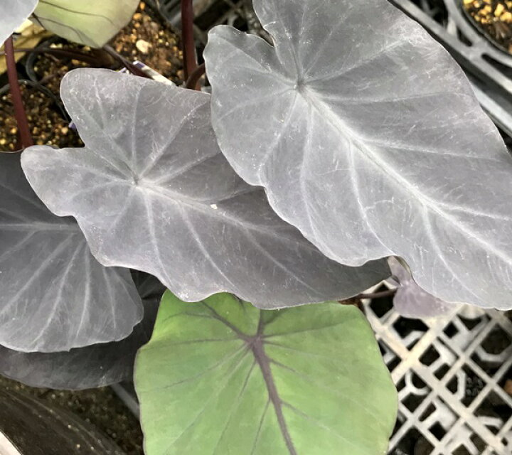 楽天市場 タロイモ 観賞用 ブラックマジック4号 千草園芸