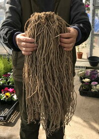 楽天市場 アスパラガス 苗の通販