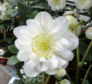 NX}X[Y@HGC@cCXsbc@JԌ݊@5yd炫@_u炫@zCgn@nz