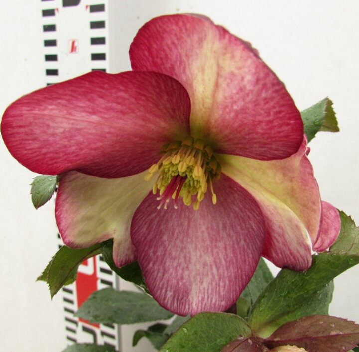 楽天市場 現品 クリスマスローズ 氷の薔薇 コオリノバラ ダークピコティ 4 5号苗 1002 撮影日 22年1月日 レッド 復色系 一重咲き シングル咲き 千草園芸