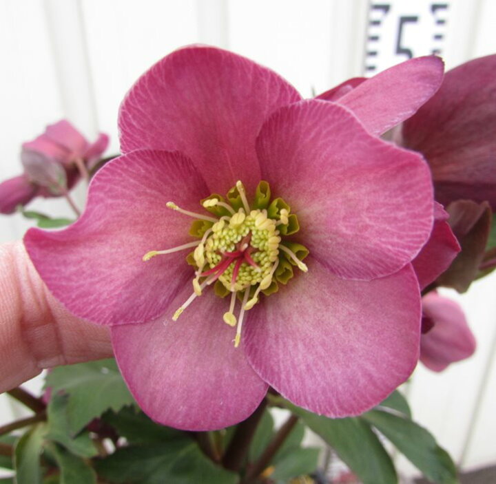 楽天市場 開花終わり クリスマスローズ 氷の薔薇 コオリノバラ ローズ 6号セラアート鉢植え ピンク系 一重咲き シングル咲き 千草園芸