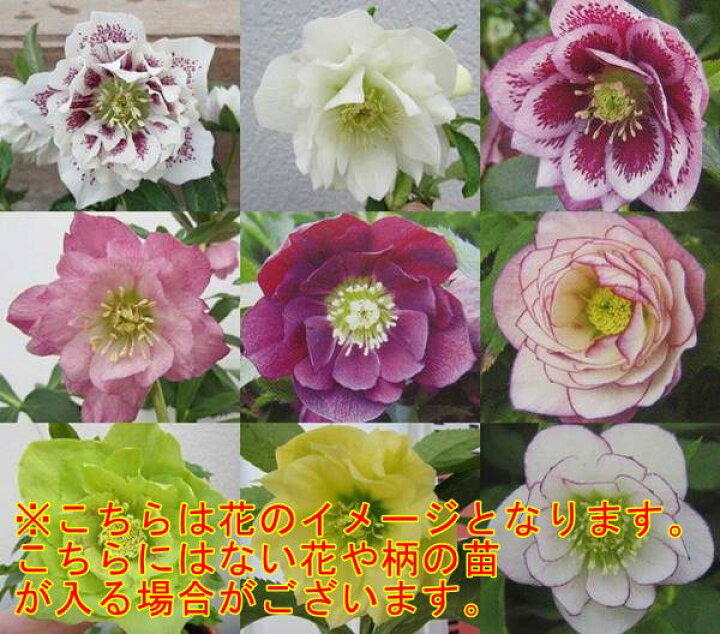クリスマスローズグリーンエッジ 苗、開花株 （楽天市場】クリスマス 