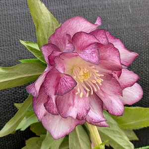 yizNX}X[Y _u炫@S[hI[An(bhn)@oCJ[@5A@2395rryBeF25N1111A25N412zz