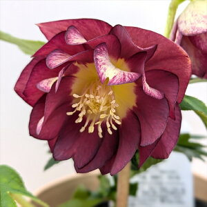 yizNX}X[Y _u炫@S[hI[An(Cbh/p[vn)@oCJ[/o[Vu@5@2399rbyBeF25N1111A25N412z