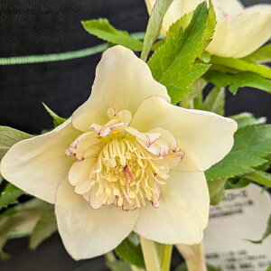 【現品】クリスマスローズ セミダブル咲き 大株6号鉢植え ゴールドオーレア系(レッド系) ピコティ 2414rr【撮影日:25年2月7日、25年4月12日】