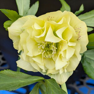 yizNX}X[Y ك_u炫@劔6A@CG[n @2424yBeF25N27A25N412z