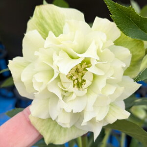 �y���i�z�N���X�}�X���[�Y ���ك_�u���炫 �劔�@7���t���O���[���A���@�z���C�g/�N���[���n�@ 2427rb�y�B�e���F25�N12��12���z