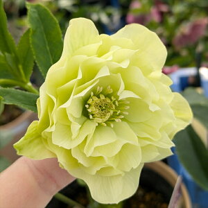 yizNX}X[Y @ك_u炫@CG[N[n@5@2542rbyBeF25N1111z