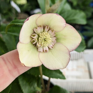 yizNX}X[Y @Z~_u炫@N[n@sReB@4.5@2614ryBeF25N1124z