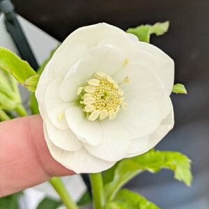 �y���i�z�N���X�}�X���[�Y �E�B���^�[�V���t�H�j�[�@�_�u���炫�@�z���C�g�n�@5.5�����A�@2762�y�B�e���F25�N12��12���z