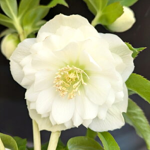 yizNX}X[Y EB^[VtHj[@_u炫@zCgn@6@2763rryBeF25N1111z