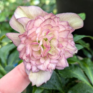 yizNX}X[Y @ك_u炫@劔@sN/N[n@oCJ[@tO[7A(_[NuE)@2775rbyBeF25N1111z