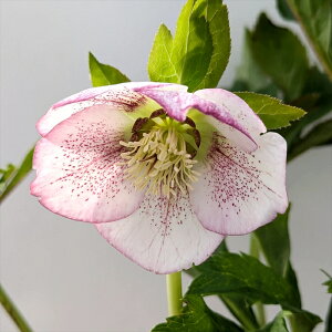 yizNX}X[Y @VO炫@zCgn@sReB/oCJ[/X|bg@6A@2947yBeF25N326z