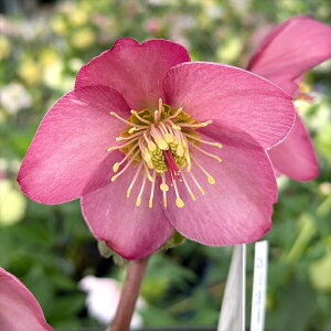 yiA110rrzNX}X[Y@JԌ݊@ XKN(RImo)@[Y@6ZA[gA@ysNn@VO炫@d炫zyBeF25N1113z