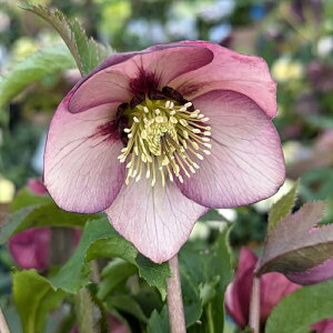 yizNX}X[Y @VO炫@bh/p[vn@oCJ[/tbV@5XbgA@ A168rryBeF25N315z