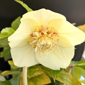 yizNX}X[Y @Z~_u炫@S[hI[An@5.5@ A188rbyBeF25N318z