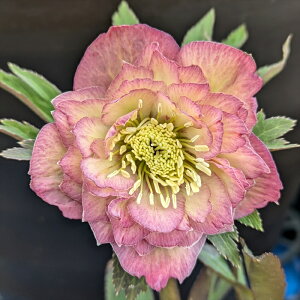 yizNX}X[Y @ك_u炫@AvRbgn@5.5@ A200rbyBeF25N1113z