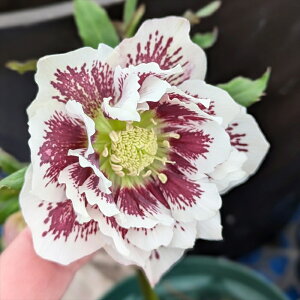 yizNX}X[Y @_u炫@zCgn@ub`@5XbgA@ A205yBeF25N315z