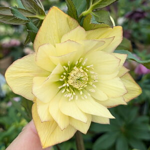 yizNX}X[Y @_u炫@CG[n@sReB@5XbgA@ A209yBeF25N315z