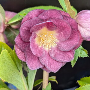 【現品】クリスマスローズ  ダブル咲き ゴールドオーレア系(レッド/パープル系) 6号鉢植え  A222【撮影日:25年3月15日】