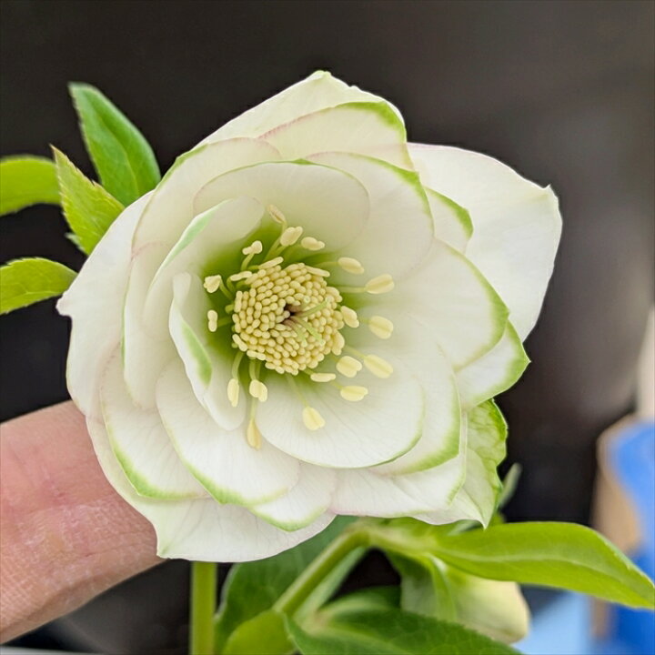 楽天市場】【現品】クリスマスローズ 実生苗 ダブル咲き グリーン  