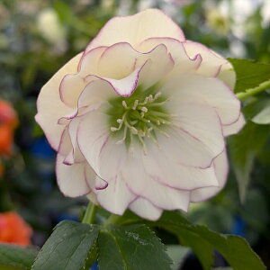 yizNX}X[Y @_u炫@zCgn@sReB@5XbgA@A392yBeF25N329z