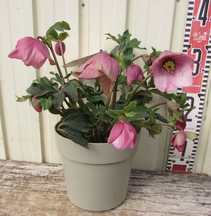 楽天市場 開花終わり クリスマスローズ Hgc 散らず桜 チラズサクラ 5号 サクラピンク ピンク系 スポット シングル咲き 一重咲き 千草園芸