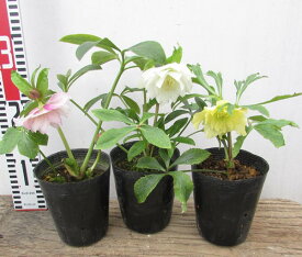 「3株セット」か「5株セット」クリスマスローズ　 開花見込み株　ダブル咲き　4号苗【花色おまかせ】
