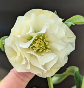 yizNX}X[Y @_u炫@zCgn@6A@ 2029rbyBeF25N1124z