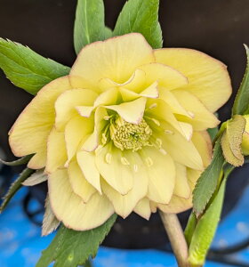 【現品】クリスマスローズ  ダブル咲き イエロー系 ピコティ 5号スリット鉢植え A264【撮影日:25年3月19日】