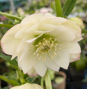 yizNX}X[Y @_u炫@zCgn@sReB@5.5A@A307ryBeF25N1111A25N316z