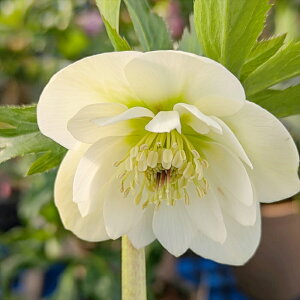 yizNX}X[Y EB^[VtHj[@_u炫@zCgn@5A@2061ryBeF25N1111z