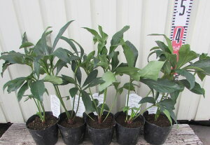 NX}X[Y@JԌ݊@_u炫@4 u5ZbgvyԐF܂z