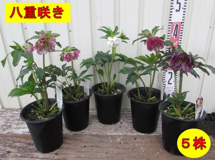 楽天市場 開花終わり クリスマスローズ 実生苗 八重咲き ダブル 4 5号 5株セット 千草園芸