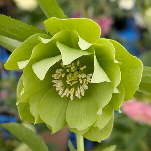 NX}X[Y@_u炫@O[@3c@c