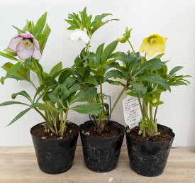 クリスマスローズ　開花見込み株　一重咲き(シングル咲き)　4号　「3株セット」【花色おまかせ】