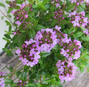 イブキジャコウソウ(伊吹麝香草) 3号苗(d07)