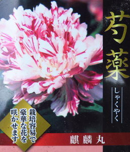苗 芍薬の通販 価格比較 価格 Com 苗 芍薬の通販 価格比較 価格 Com