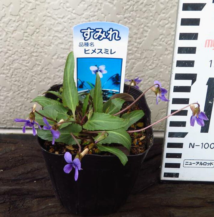 楽天市場 姫すみれ ヒメスミレ 青花 3号苗 B03 千草園芸