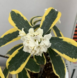 植木 盆栽 沈丁花の人気商品 通販 価格比較 価格 Com 植木 盆栽 沈丁花の人気商品 通販 価格比較 価格 Com