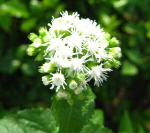 セイヨウフジバカマ(ユーパトリウム )　白花（e1）