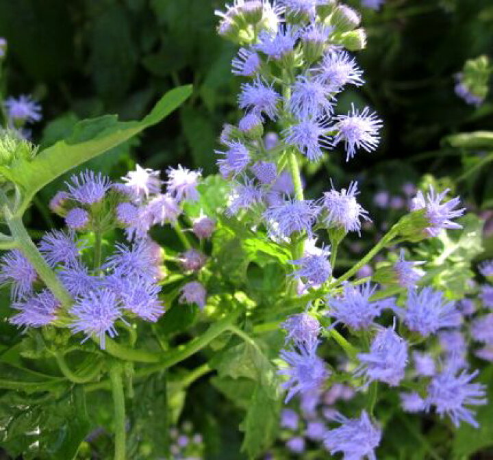 楽天市場 セイヨウフジバカマ ユーパトリウム コエレスチヌム 青花 E04 千草園芸