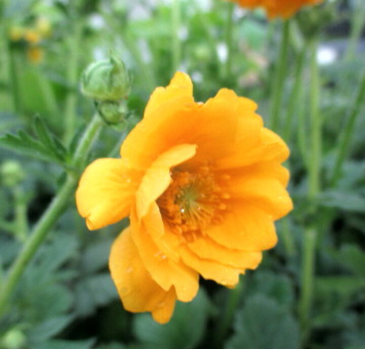 楽天市場 ゲウム 大根草 ダイコンソウ 苗黄 4 5号 E11 千草園芸