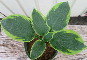 M{EV@tVXEBAYi^ZΊOtj4c