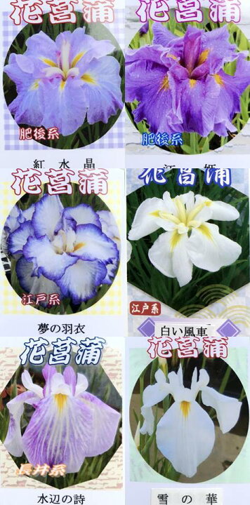 楽天市場 11種類から選べる ハナショウブ 4号苗 I7 千草園芸 楽天市場 11種類から選べる ハナショウブ 4号苗 I7 千草園芸
