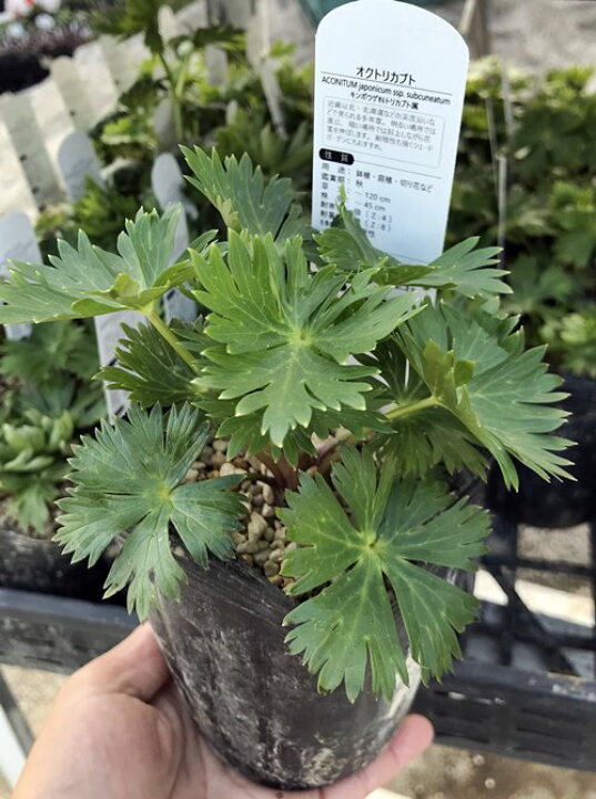 楽天市場 トリカブト オクトリカブト 4号ポット苗 C04 千草園芸