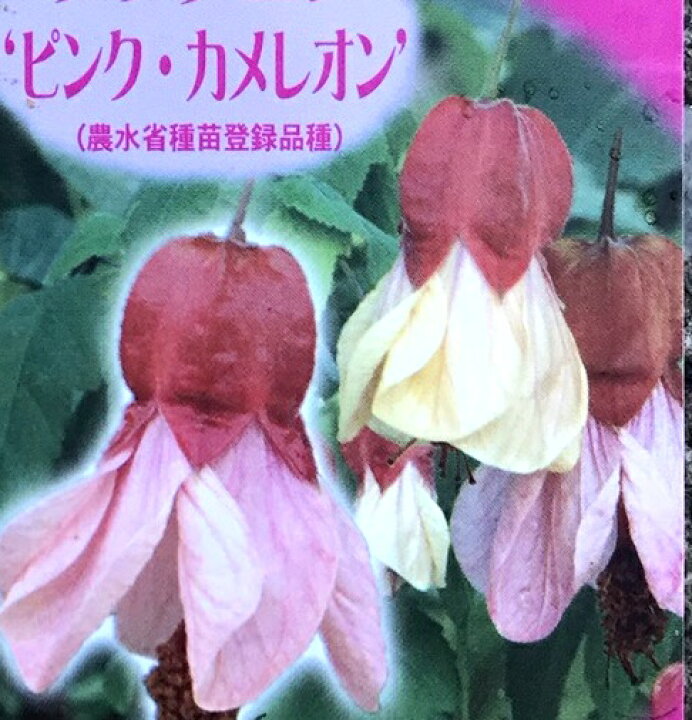 楽天市場】アブチロン ピンク・カメレオン 4.5号苗(c01) : 千草園芸