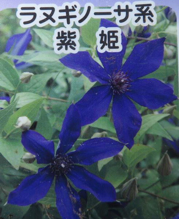 楽天市場 クレマチス 紫姫 ポット苗 千草園芸