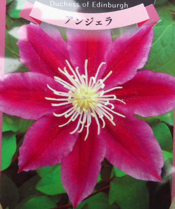 楽天市場 クレマチス アンジェラ 3 5号苗 C04 千草園芸